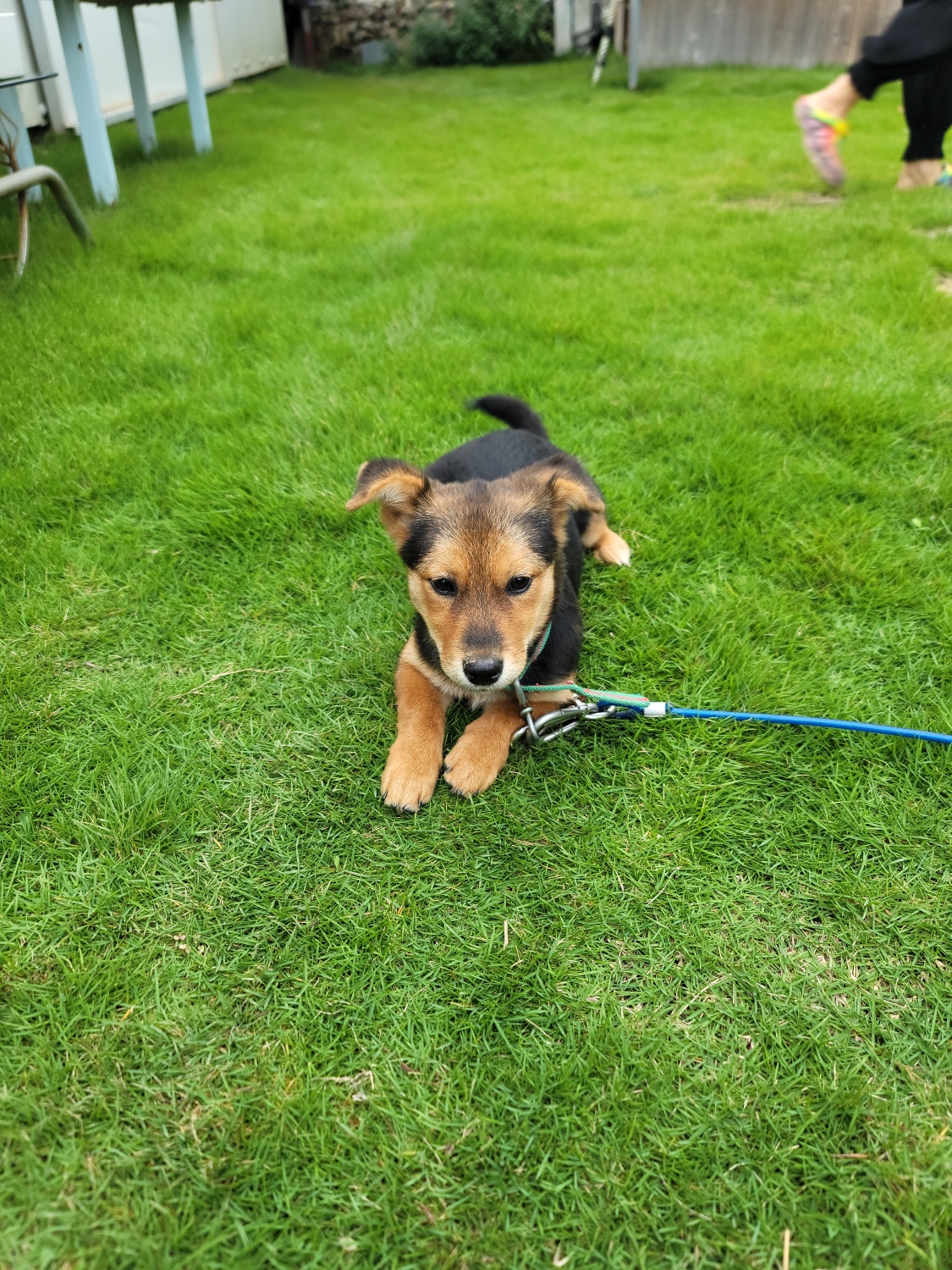 거제시동물보호센터_448537202501373